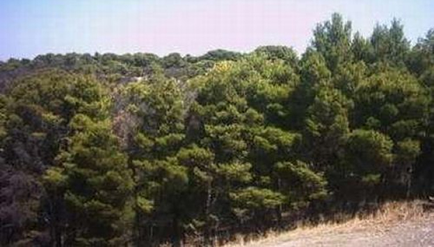 pineta comunale lucera